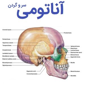 اناتومی سر و گردن