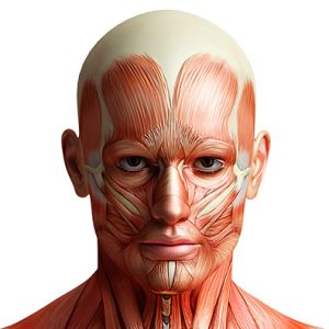 عضلات ابروئی